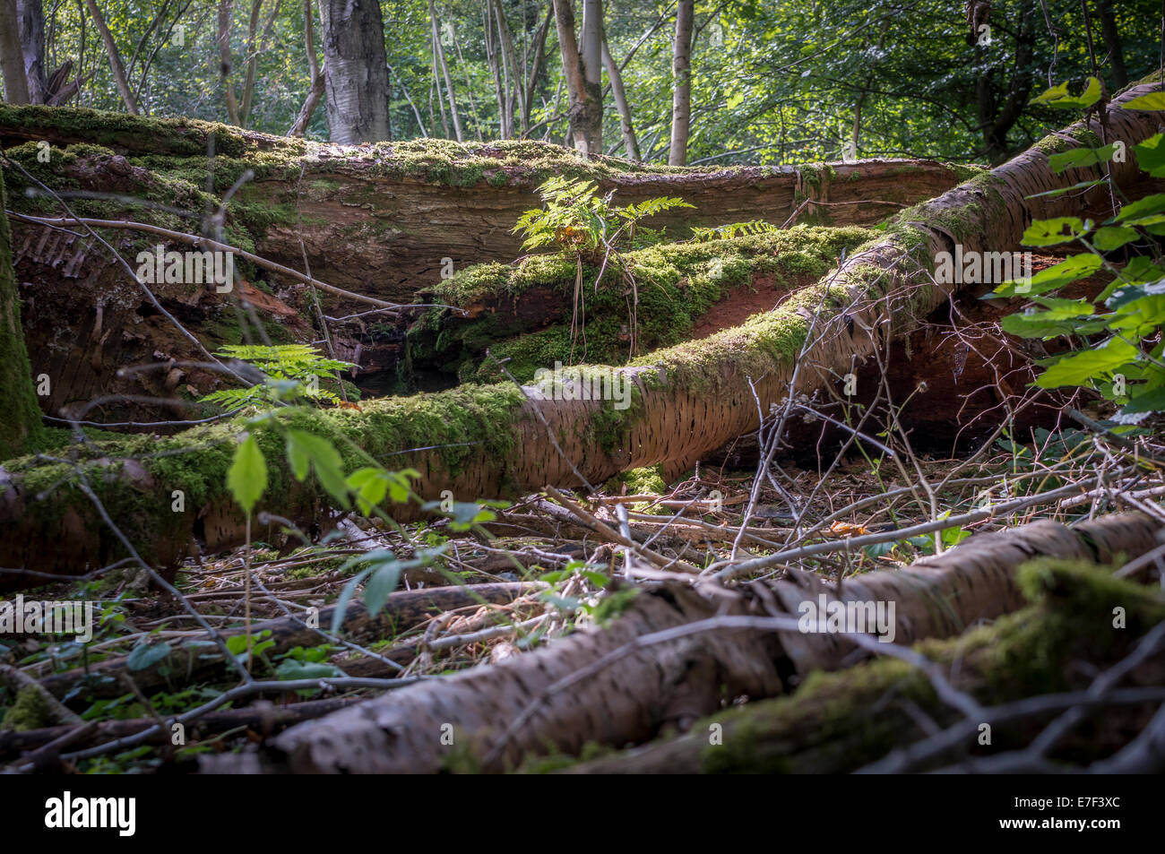 La luce solare che colpisce alcuni registri di muschio nei boschi Foto Stock