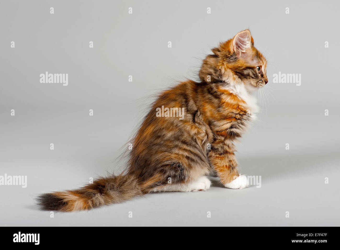 Gatto Siberiano, gattino, 7 settimane Foto Stock