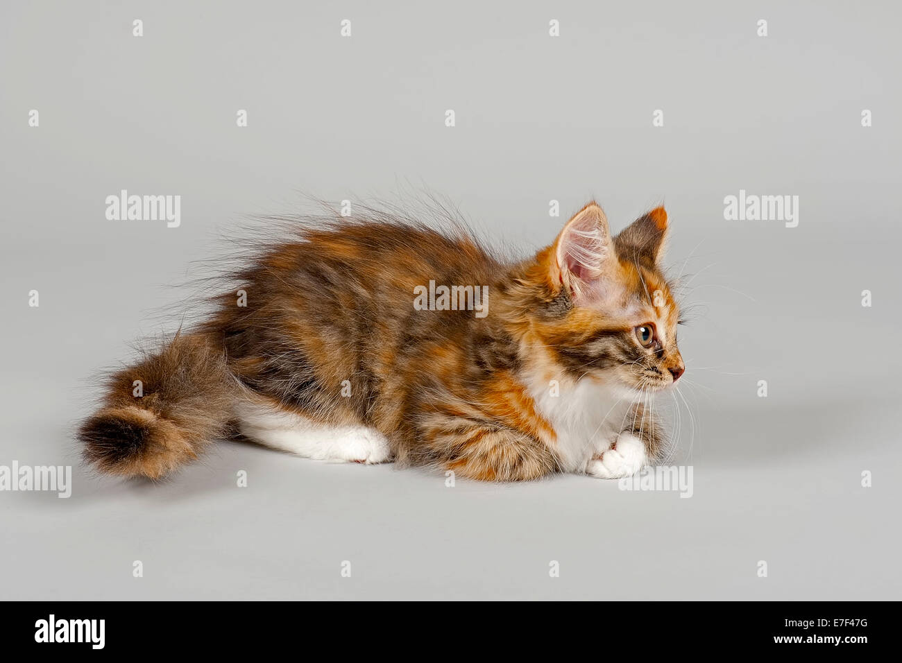Gatto Siberiano, gattino, 7 settimane Foto Stock