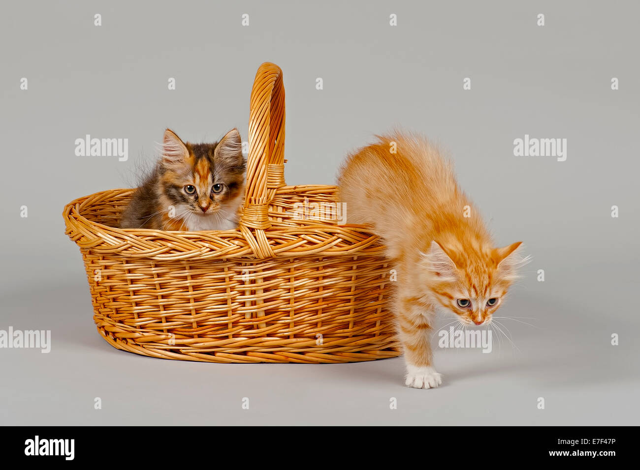 Foresta siberiana gatto gattini, 7 settimane, in un cesto Foto Stock