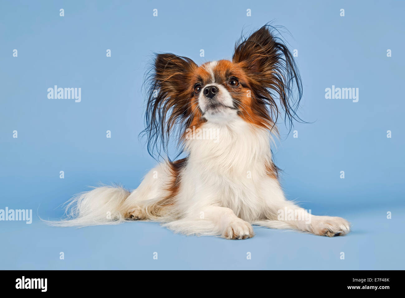 Papillon cane, diciotto mesi, colore bianco Sable Foto Stock