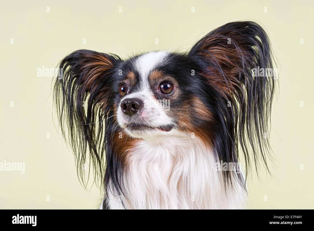 Papillon cane, 4 anni, tricolore Foto Stock