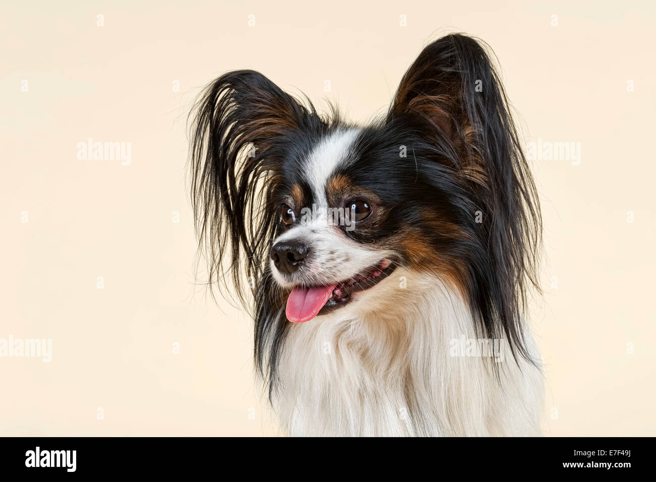 Papillon cane, 4 anni, tricolore Foto Stock