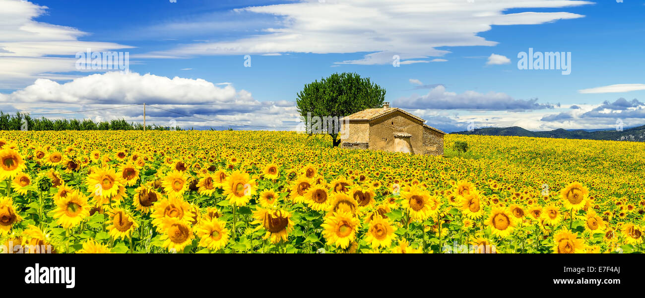 Bellissimo paesaggio con campo di girasole su nuvoloso cielo azzurro e sole luminoso luci Foto Stock