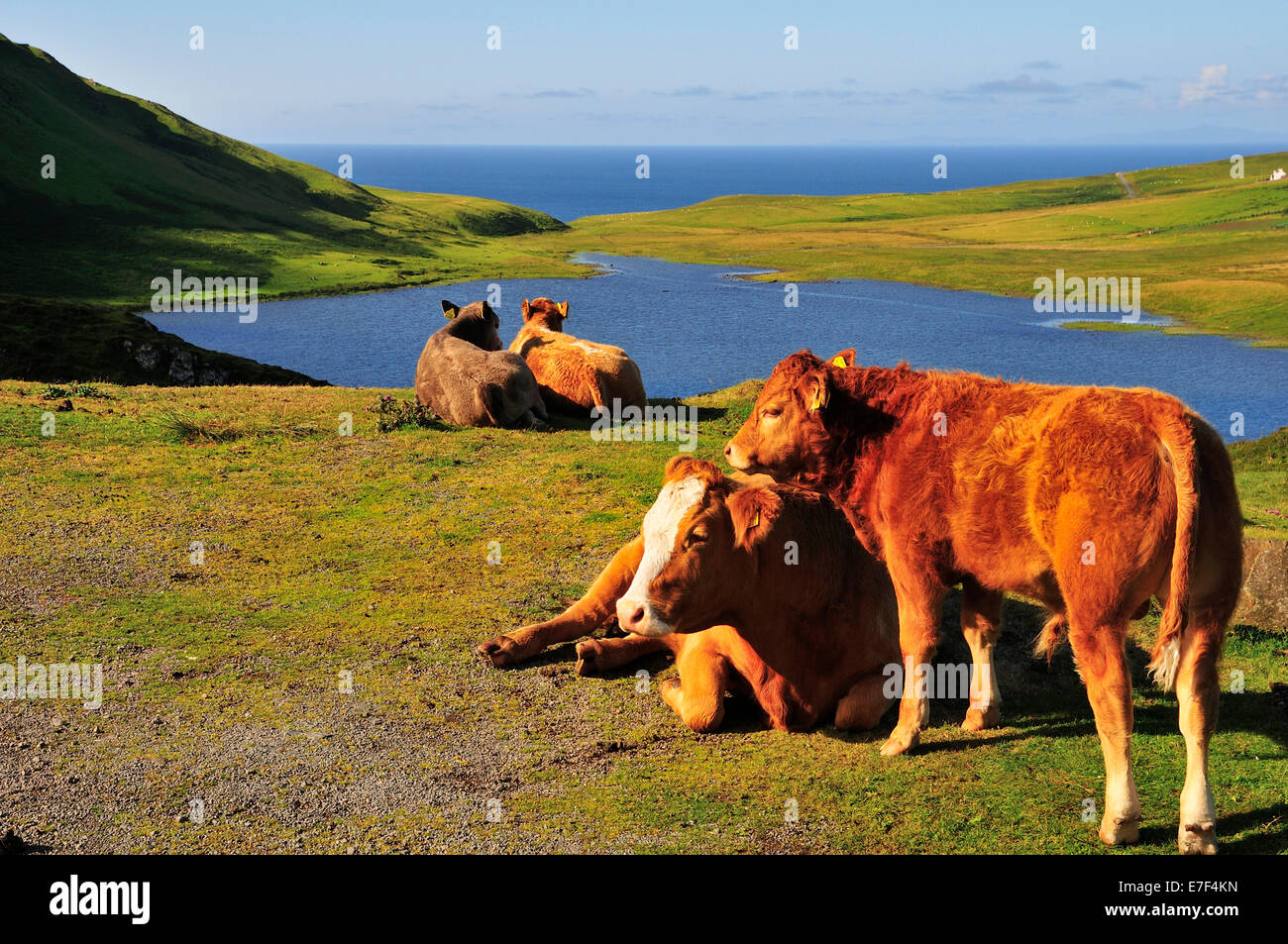 Le mucche di appoggio con un vitello in corrispondenza di un punto di osservazione, Neist Point, Ross, Skye e Lochaber, Isola di Skye, Scotland, Regno Unito Foto Stock