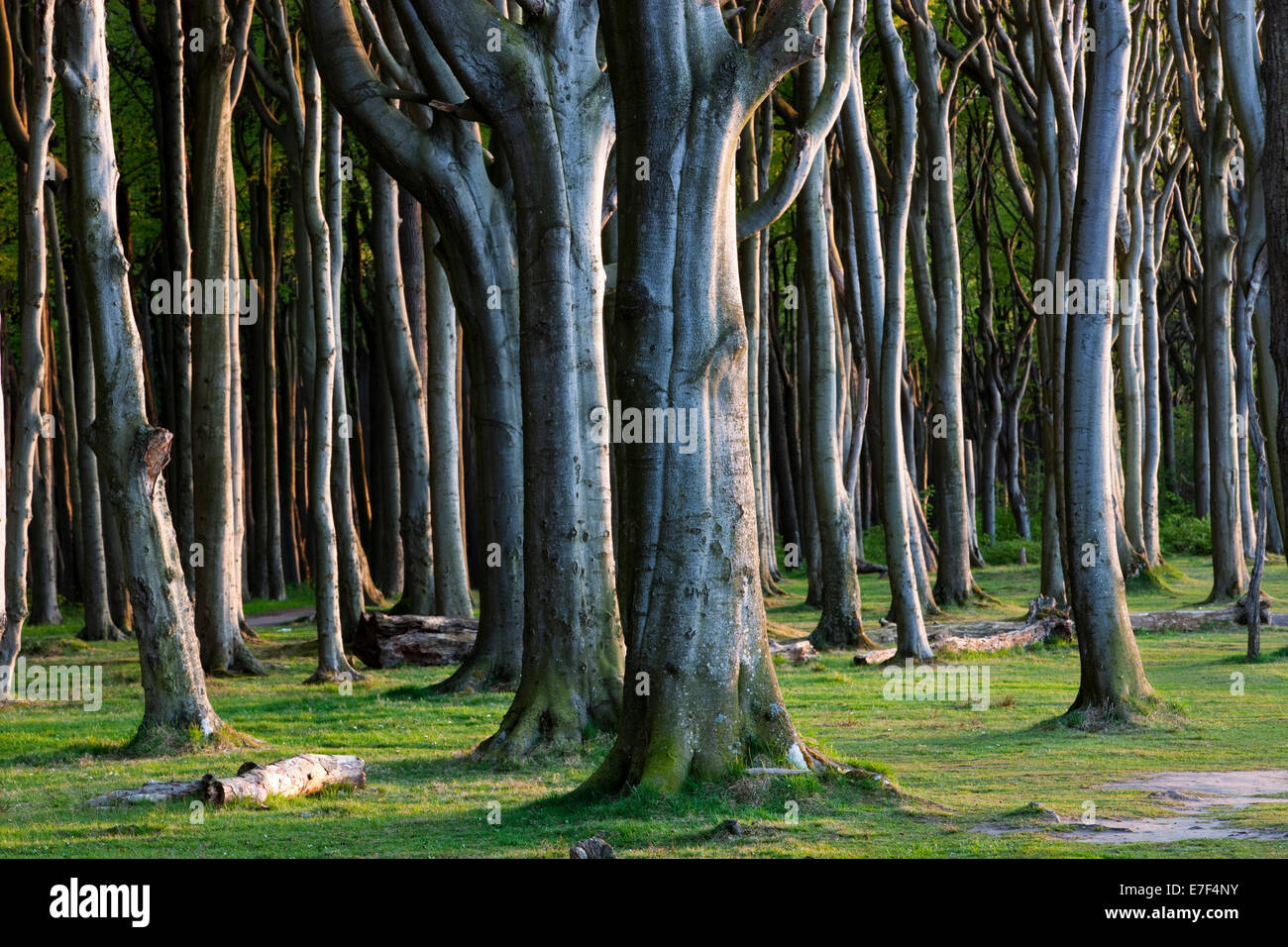 Ghost in legno Nienhagen, Meclemburgo-Pomerania, Germania Foto Stock