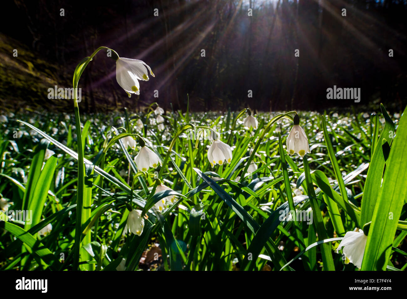 Fiocchi di neve di primavera (Leucojum vernum) nella foresta, Lautertal, Ehingen, Baden Württemberg, Germania Foto Stock