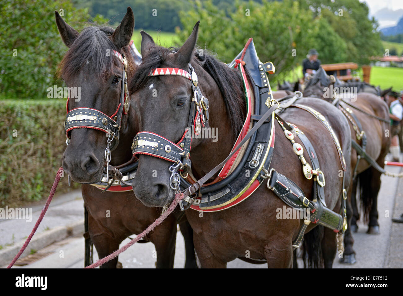 Ten-carrozza con cavalli Noric da Abtenau nel Salzburger Land, primo internazionale dieci calesse incontro, Hundham Foto Stock