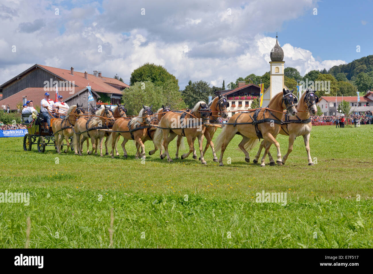 Ten-carrozza con cavalli avelignesi dal Wenigenauma in Turingia, nella parte anteriore della cappella Leonhardi, primo internazionale Foto Stock