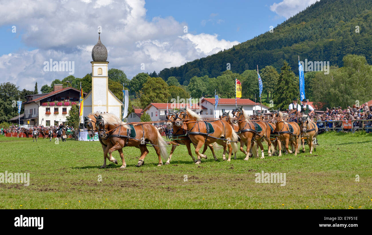 Ten-carrozza con cavalli avelignesi dal Leitzachtal Valley, di fronte cappella Leonhardi, primo internazionale ten-cavallo Foto Stock
