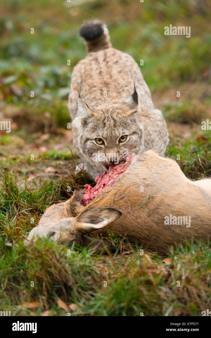 (Lynx Lynx lynx), femmina, con la preda il capriolo (Capreolus capreolus), captive, Turingia, Germania Foto Stock
