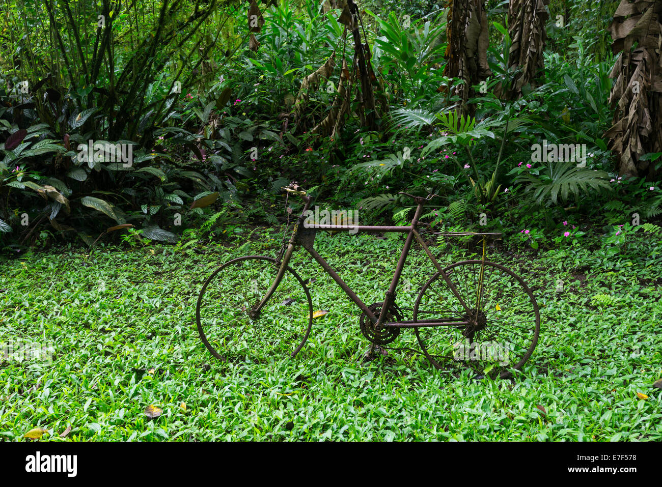 Bicicletta arrugginito tra una vegetazione della foresta pluviale, Santa Cruz Island, Galapagos Islands, Ecuador Foto Stock