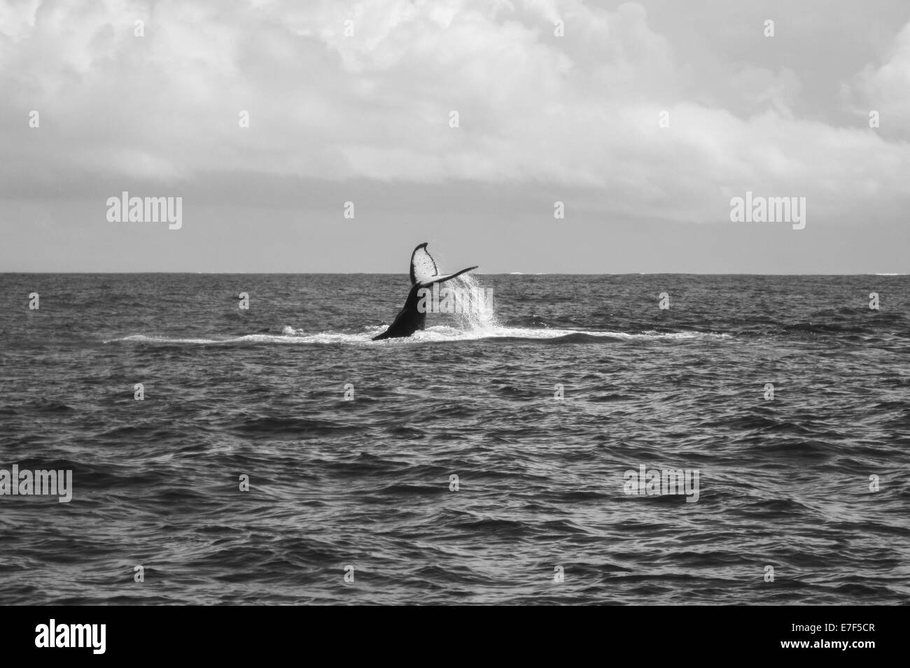 Humpback Whale (Megaptera novaeangliae), immersioni subacquee con un rilievo fluke, Oceano Indiano, Sainte Marie, Nosy Boraha, Madagascar Foto Stock