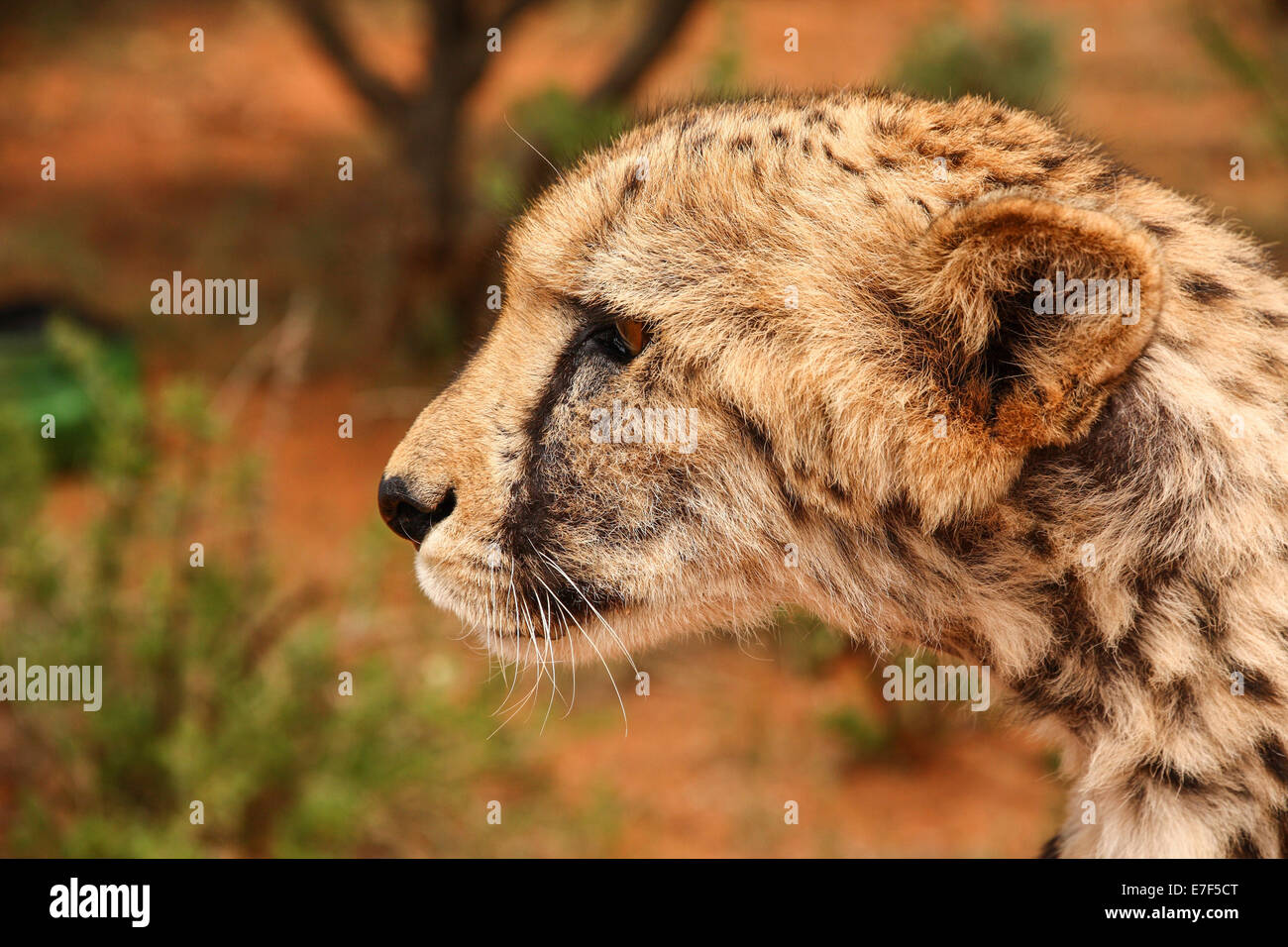 Ghepardo (Acinonyx jubatus), cercando di avviso, ritratto, Gobabis Namibia Foto Stock