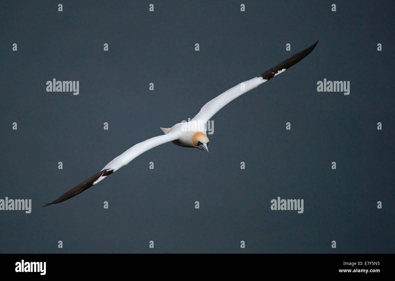 Northern Gannet (Morus bassanus) in volo, o l'isola di Helgoland Helgoland, Schleswig-Holstein, Germania Foto Stock