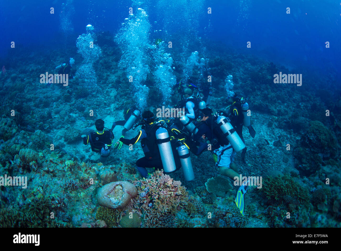 Gruppo di subacquei sul fondo del mare in una barriera corallina, Filippine Foto Stock