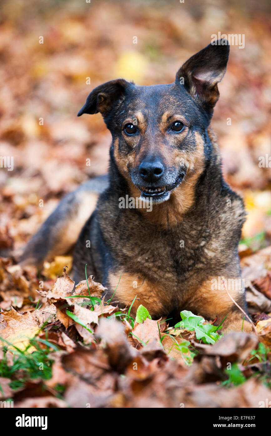 Razza cane, Mongrel, giacente su foglie di autunno Foto Stock