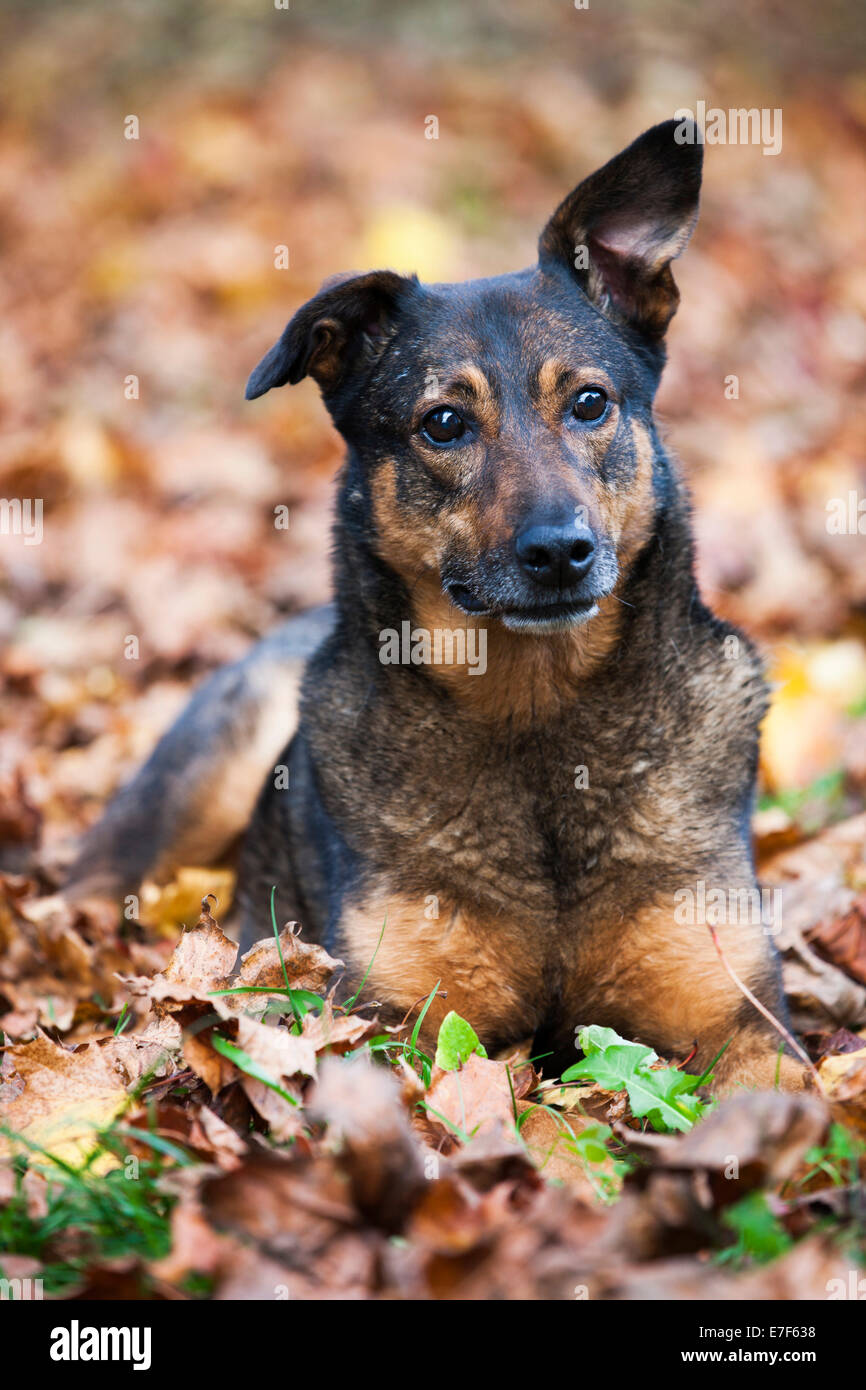 Razza cane, Mongrel, giacente su foglie di autunno Foto Stock