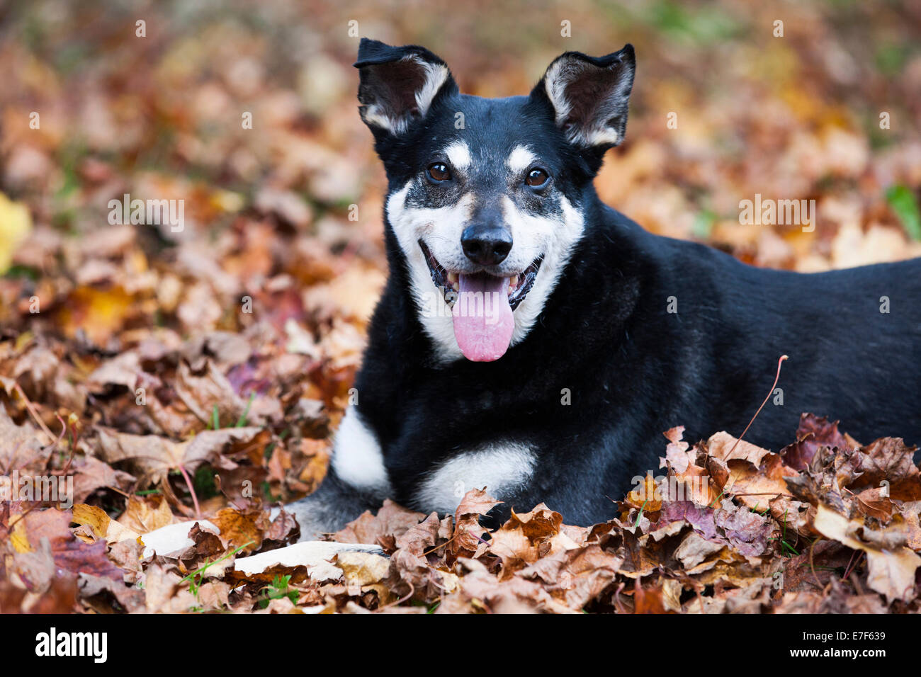 Mixed-razza cane, Mongrel, vecchio cane, giacente su foglie di autunno Foto Stock