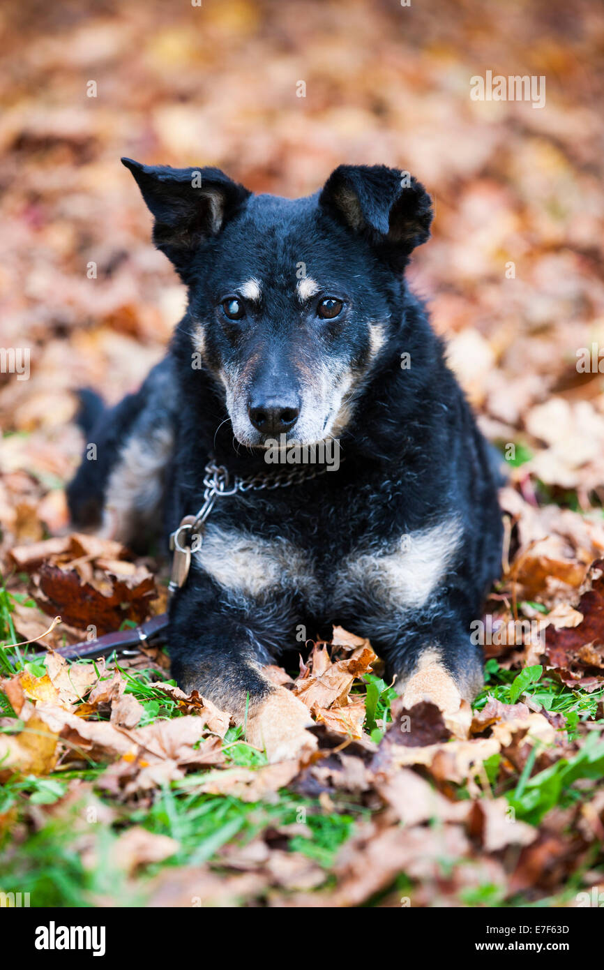 Mixed-razza cane, Mongrel, vecchio cane, giacente su foglie di autunno, cieca da un occhio Foto Stock