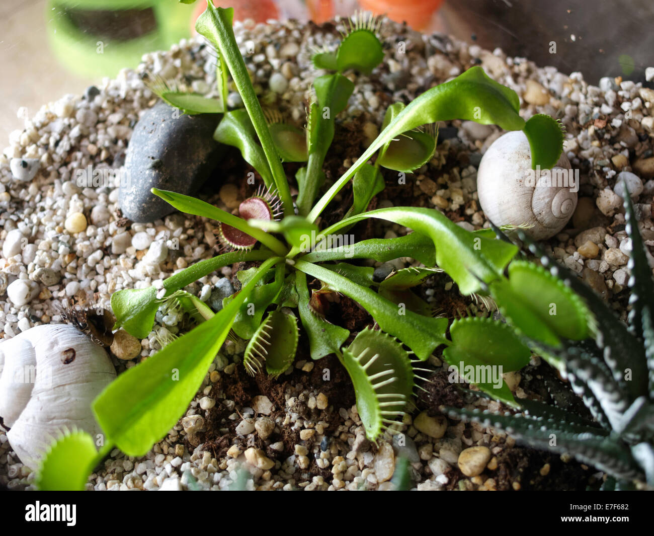 Venus flytrap (Dionaea muscipula) Foto Stock