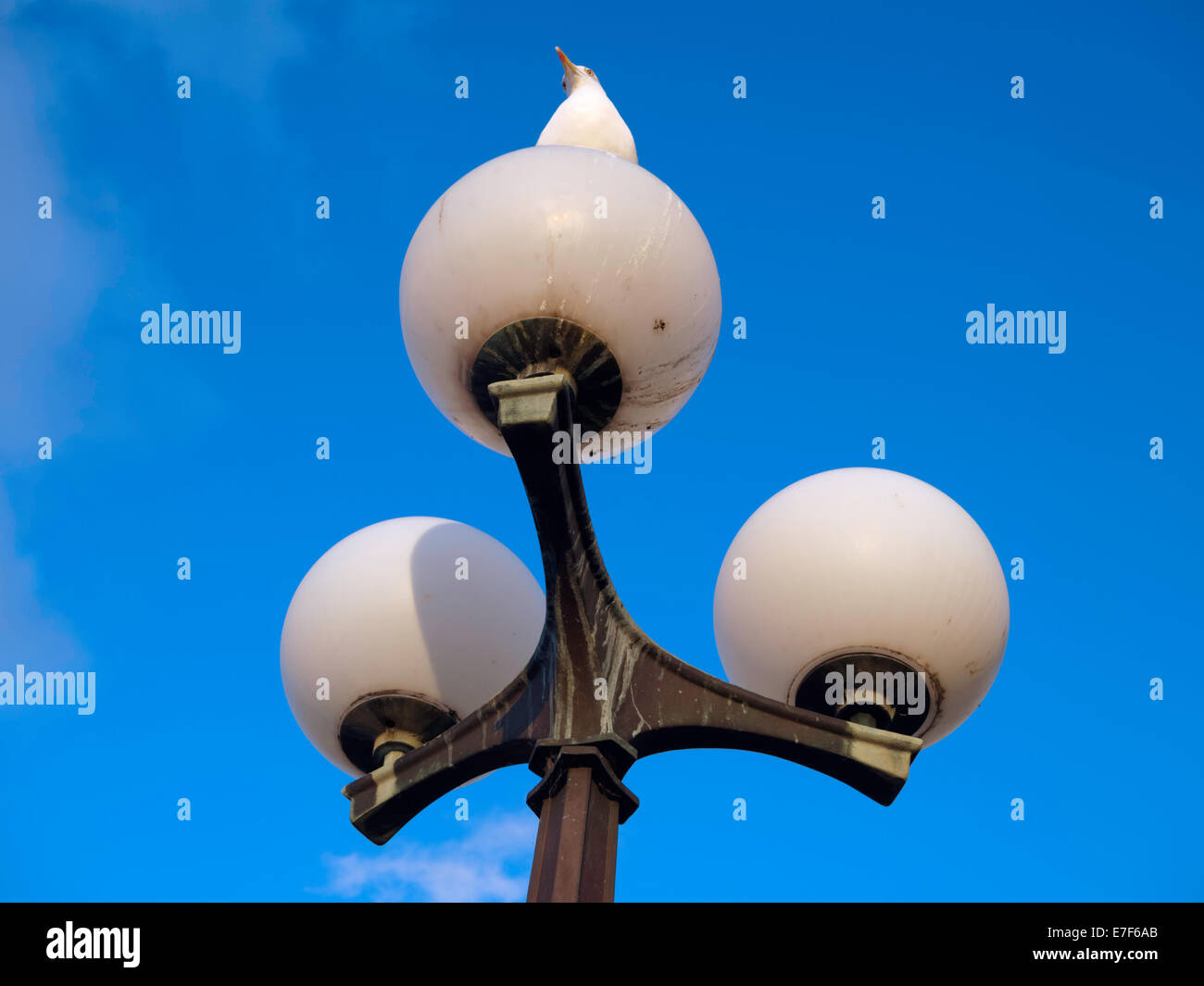 Seagull seduto su una lampada accesa una lampada posta Rovigno (IT: Rovigno, Istria, Croazia. Foto Stock