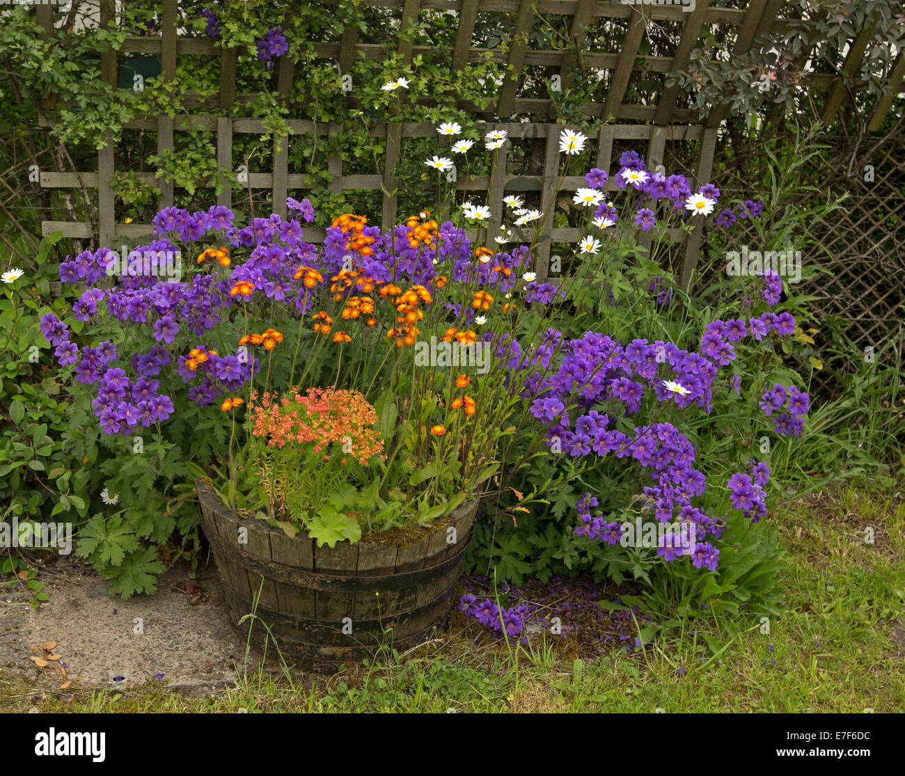Masse di bright viola, l'arancione e bianco dei fiori di piante perenni /  British fioritura di fiori di campo in vino vecchio botte / vasca in Scozia  Foto stock - Alamy