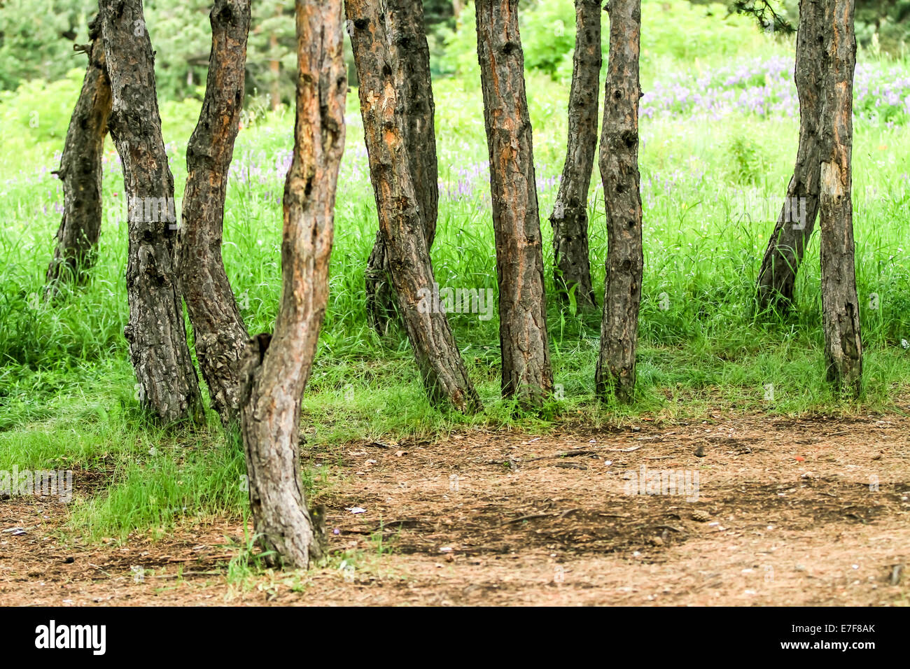 Gli alberi in una foresta. Fotografato in Armenia Foto Stock