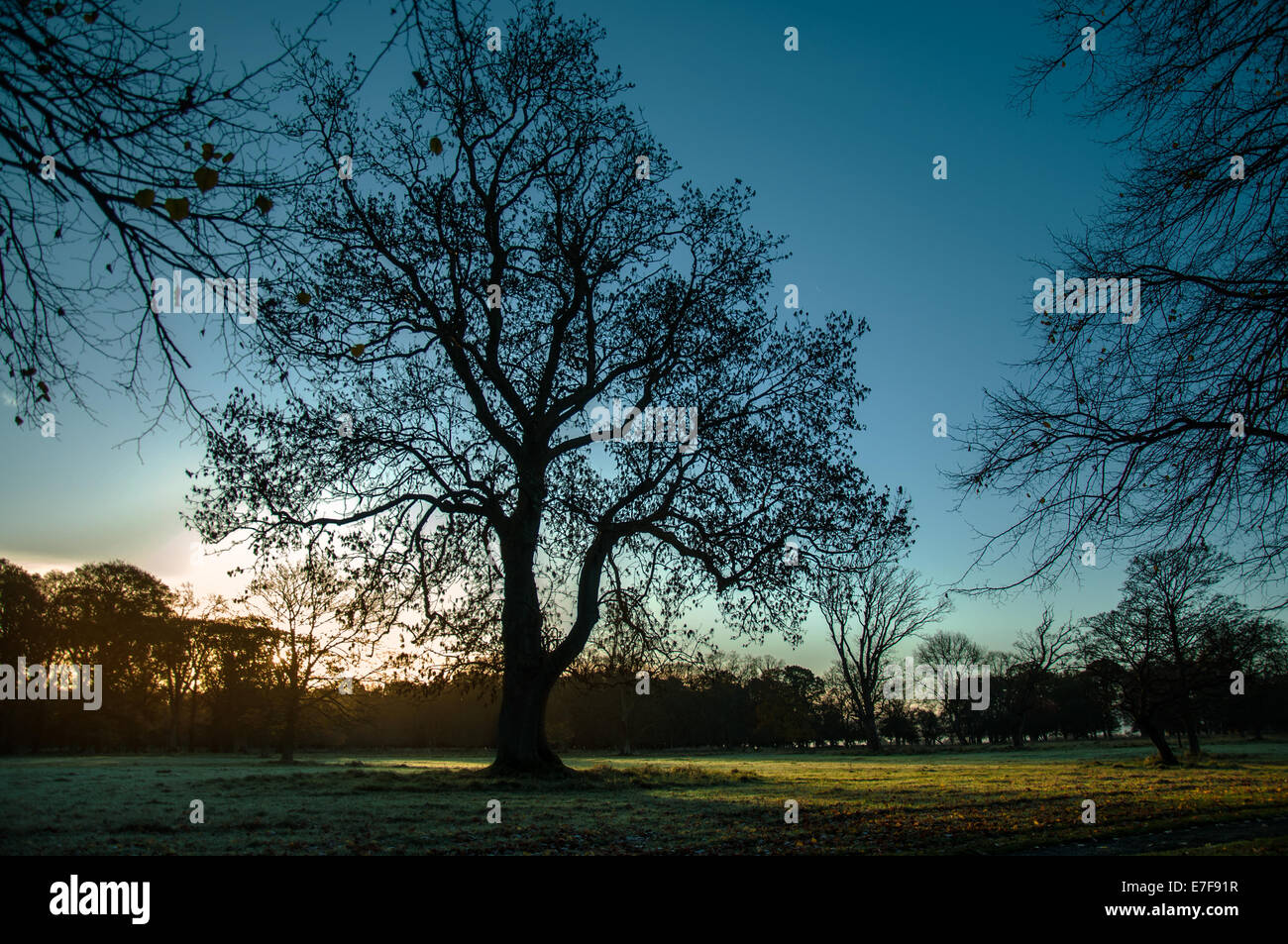 Autunno di colori: Phoenix Park di Dublino, Irlanda. Foto Stock