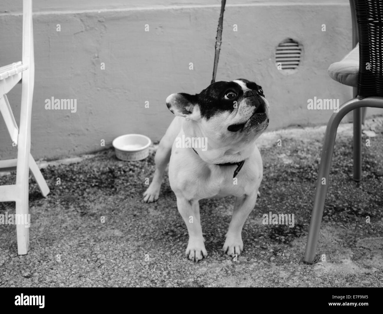 Funny piccolo cane nella città vecchia di Orsera, Croazia Foto Stock