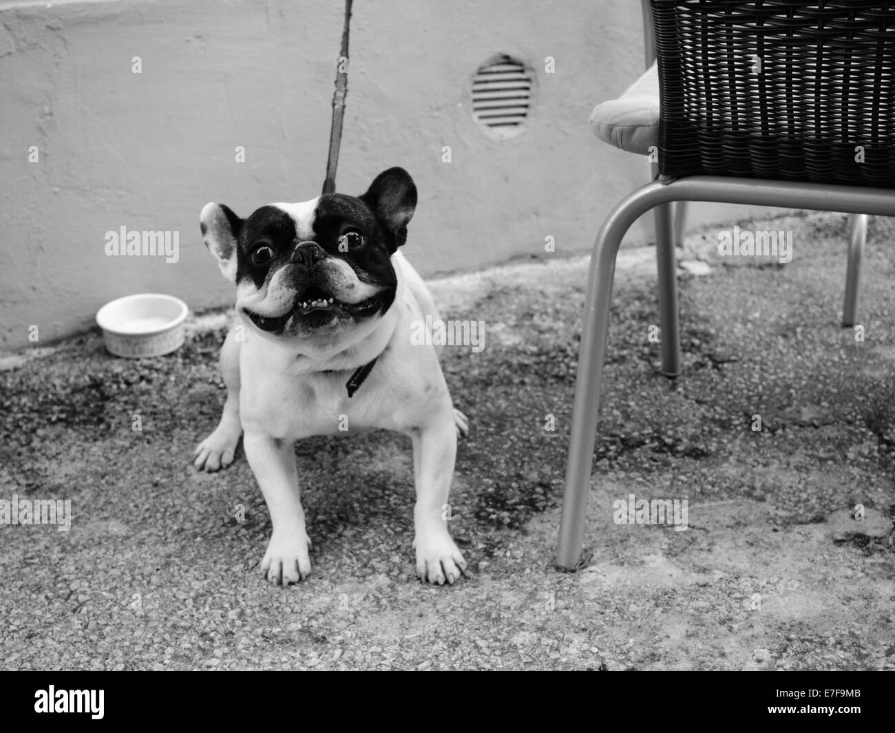 Funny piccolo cane nella città vecchia di Orsera, Croazia Foto Stock