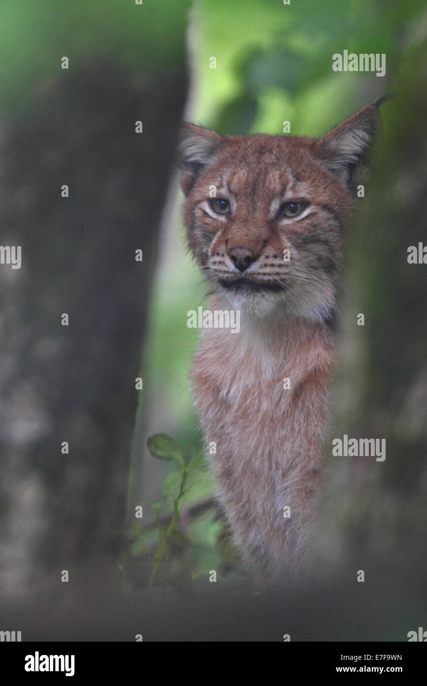 Ritratto di lince europea Foto Stock