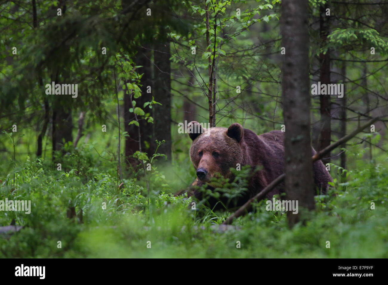 L'orso bruno (Ursus arctos) nella foresta. L'Europa, Estonia Foto Stock
