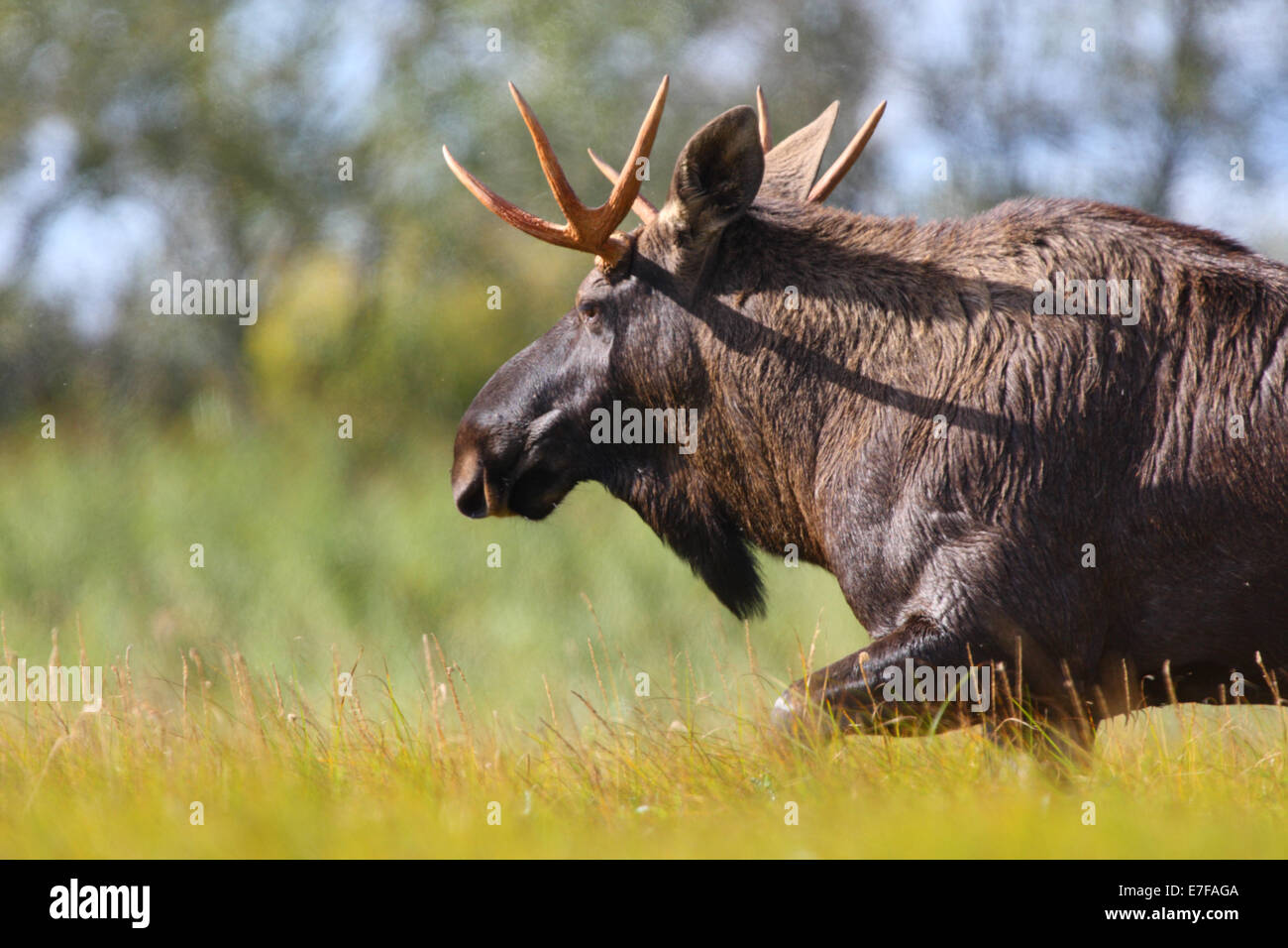 Bull Elk (Alces alces) nella mattina presto. Europa Foto Stock