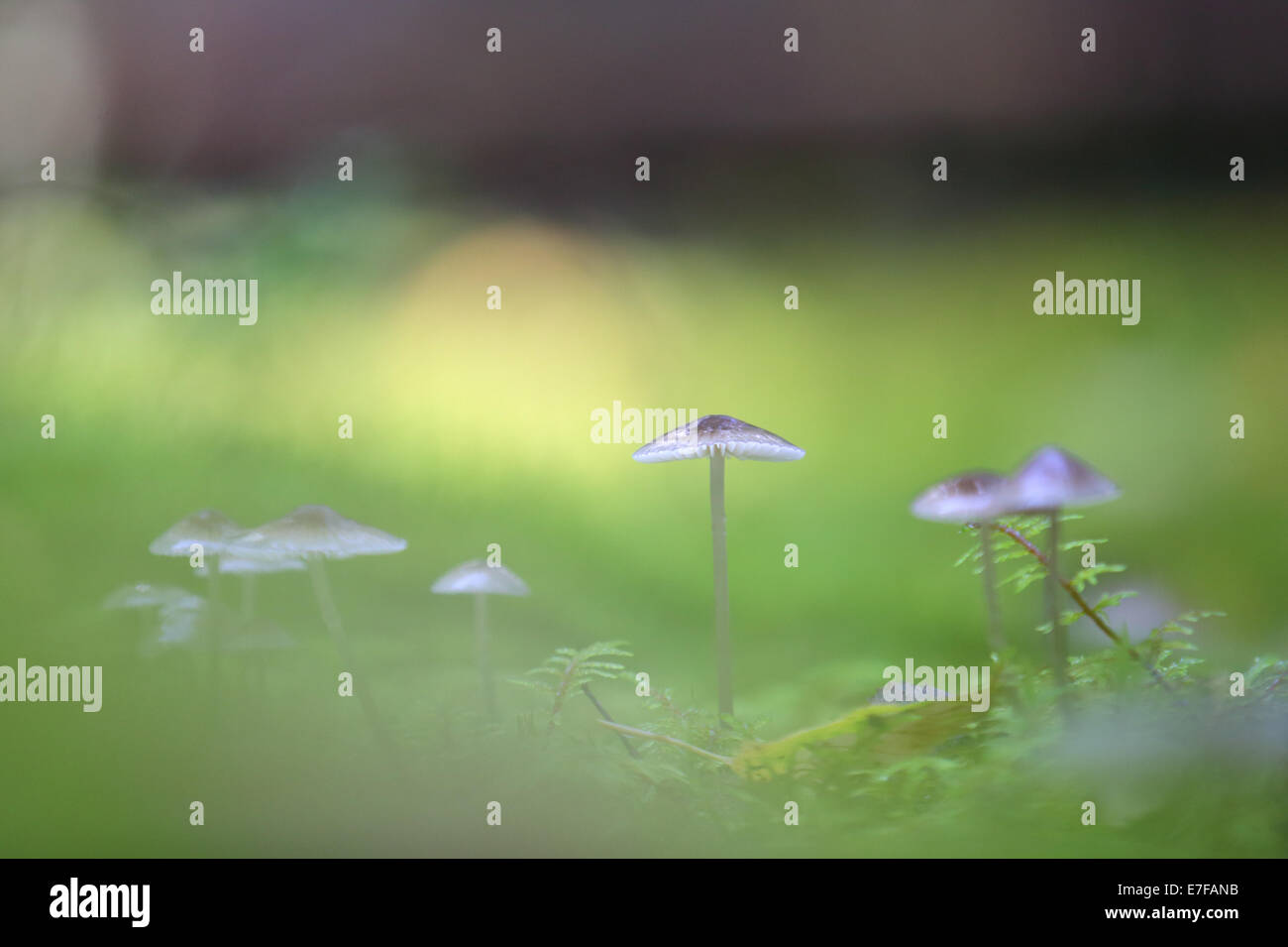 Piccolo fungo nel bosco Foto Stock