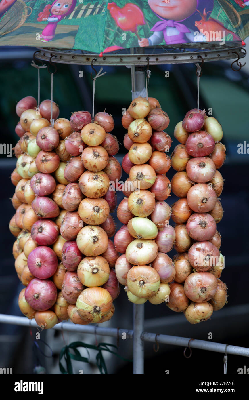 Onion Bundle al Kallaste, Estonia Foto Stock