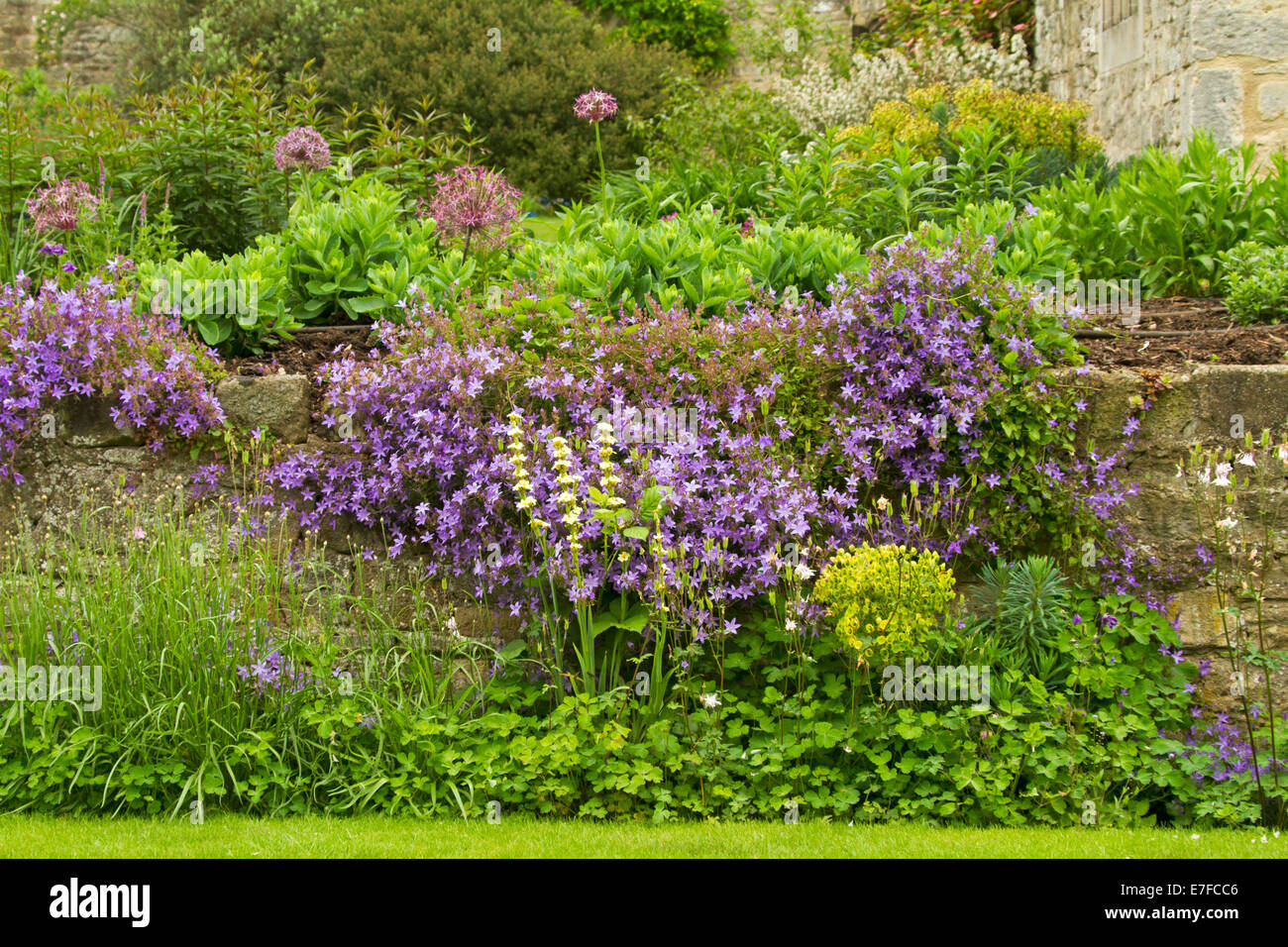 Colorato giardino rialzato con massa di fiori viola e il fogliame color smeraldo debordi muro di pietra nella città storica di Oxford Inghilterra Foto Stock
