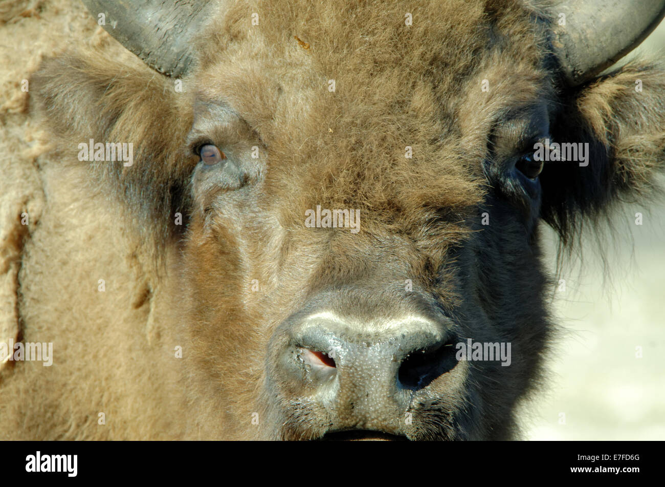 Il bisonte europeo (Bison bonasus), noto anche come wisent o il legno europea bison, è una specie Eurasiatica di bison. Foto Stock