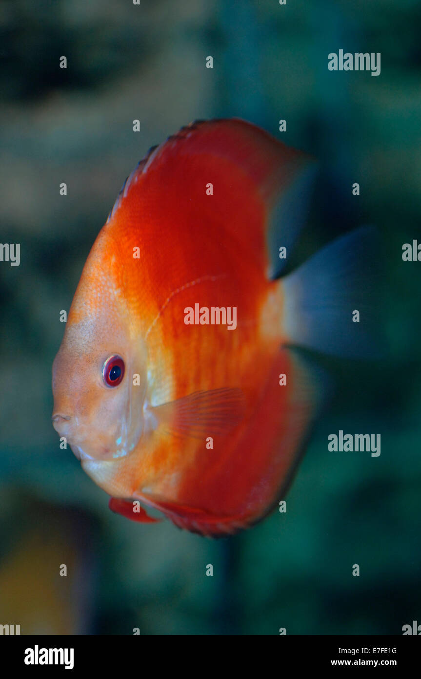 Rosso super melon discus pesci Foto Stock