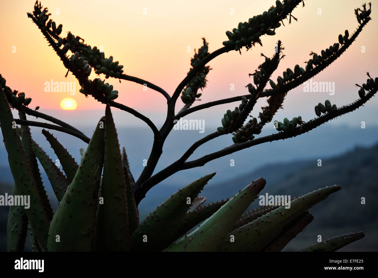 Gluckstadt, KwaZulu-Natal, in Sudafrica, il sole che tramonta dietro la silhouette di montagna, Aloe Aloe marlothii, nel paese africano lato Foto Stock