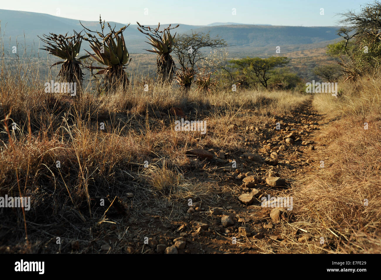 Gluckstadt, KwaZulu-Natal, Sud Africa, rocciosa, safari, due via, strada sterrata nel deserto del nord del Natal, 4x4, off road Foto Stock