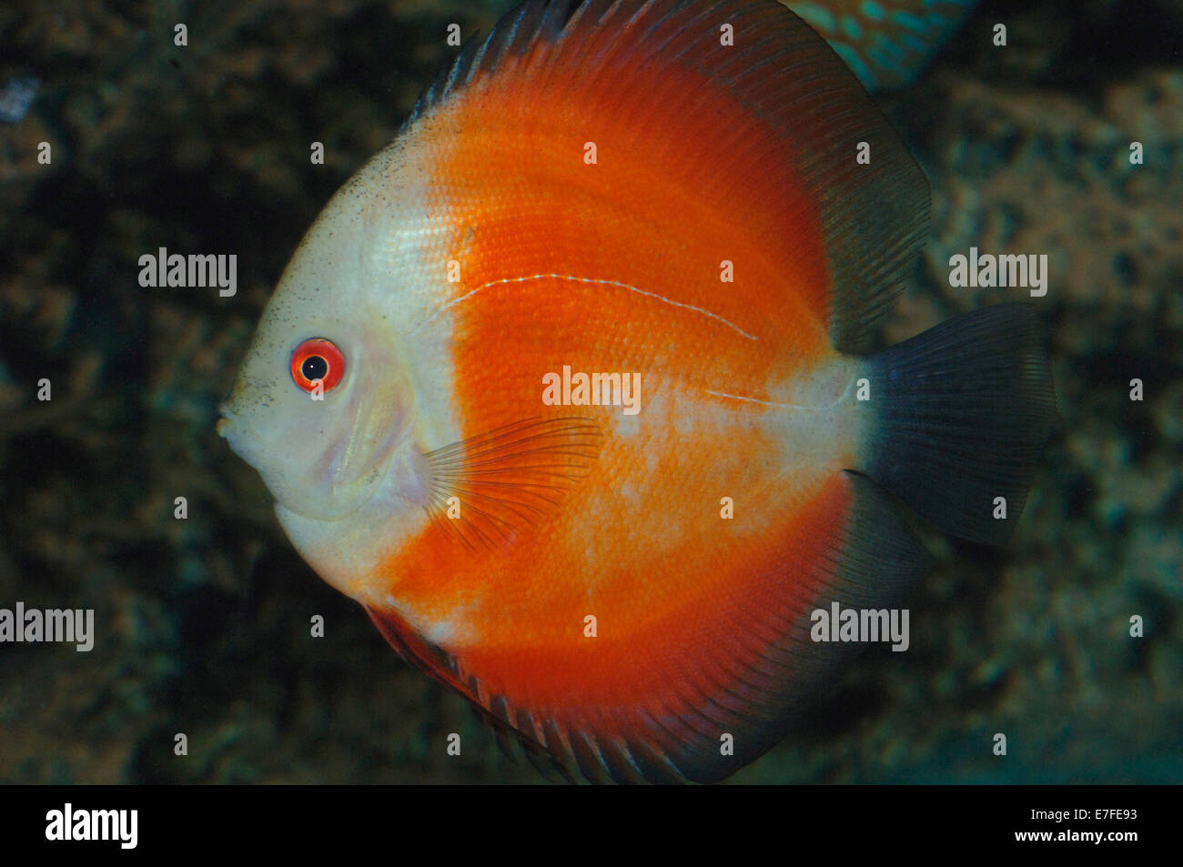 Rosso super melon discus pesci Foto Stock