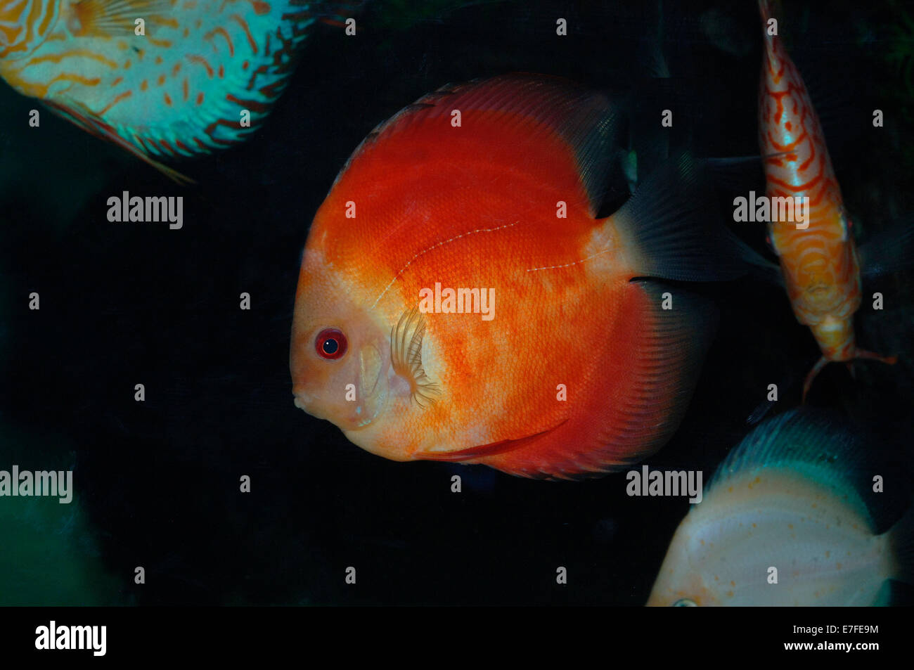 Rosso super melon discus pesci Foto Stock