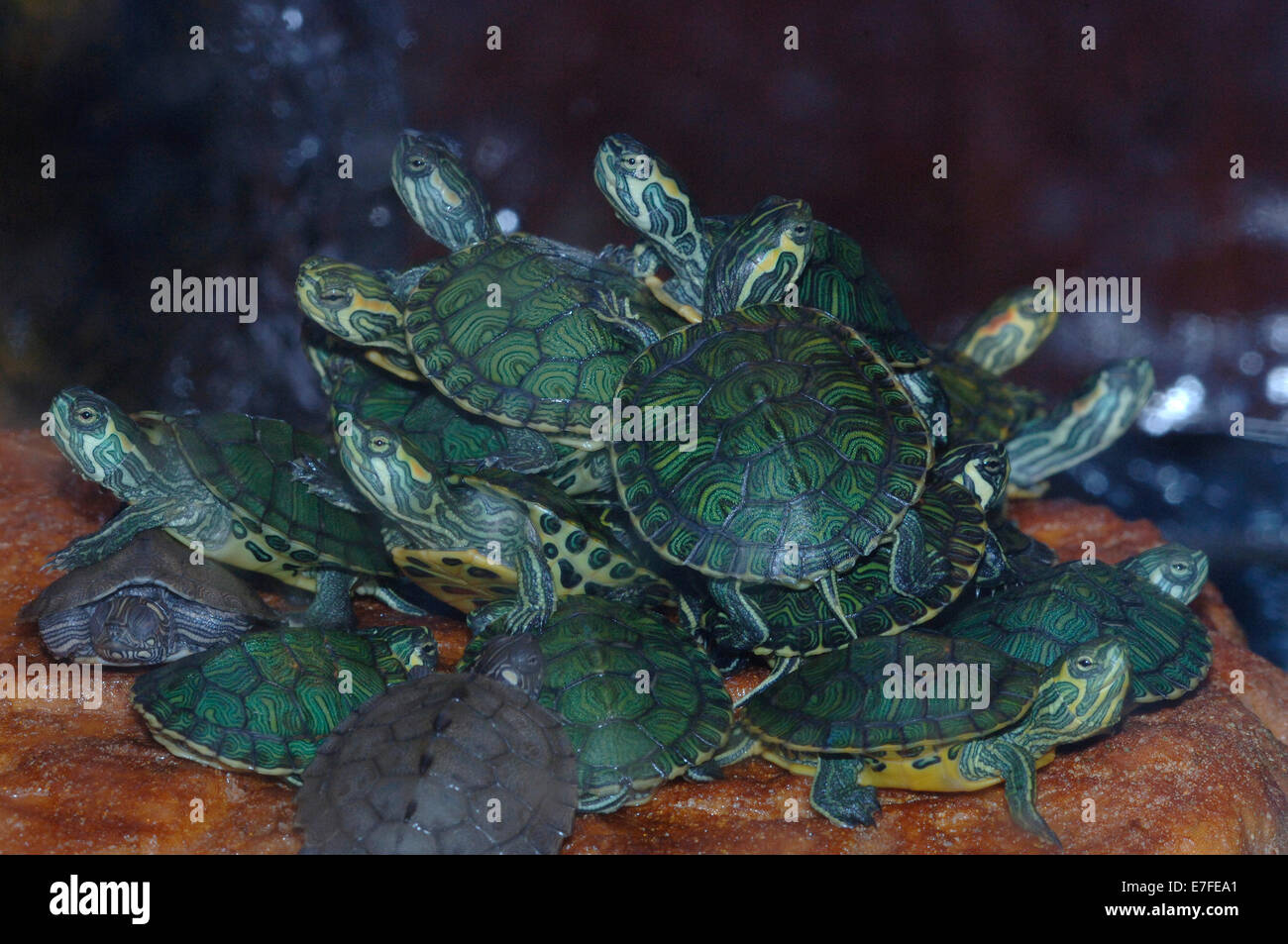 Giovani ventre giallo tartarughe. Foto Stock