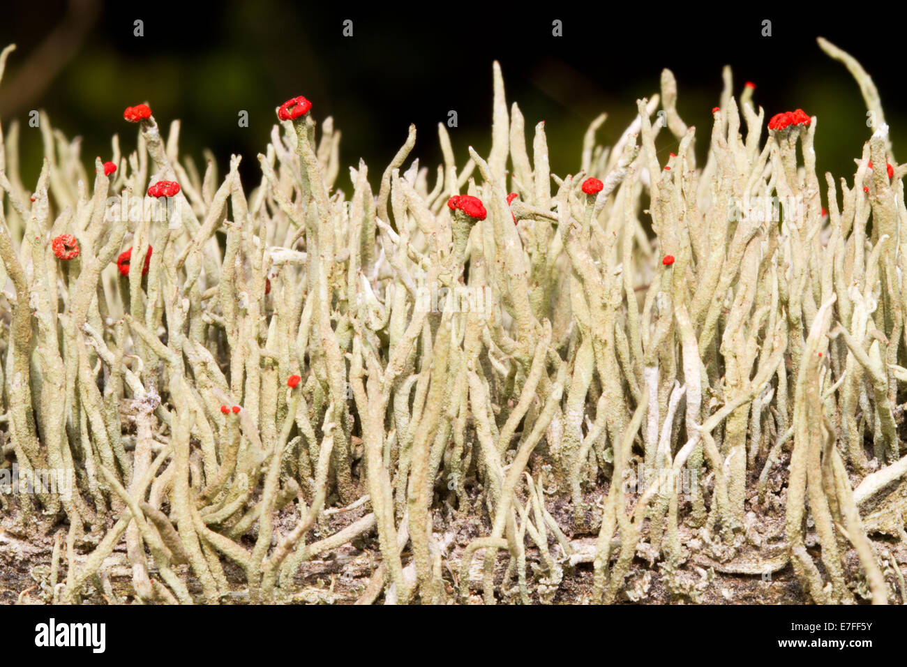 Il rossetto Cladonia (Cladonia macilenta) con rosso di corpi fruttiferi Foto Stock