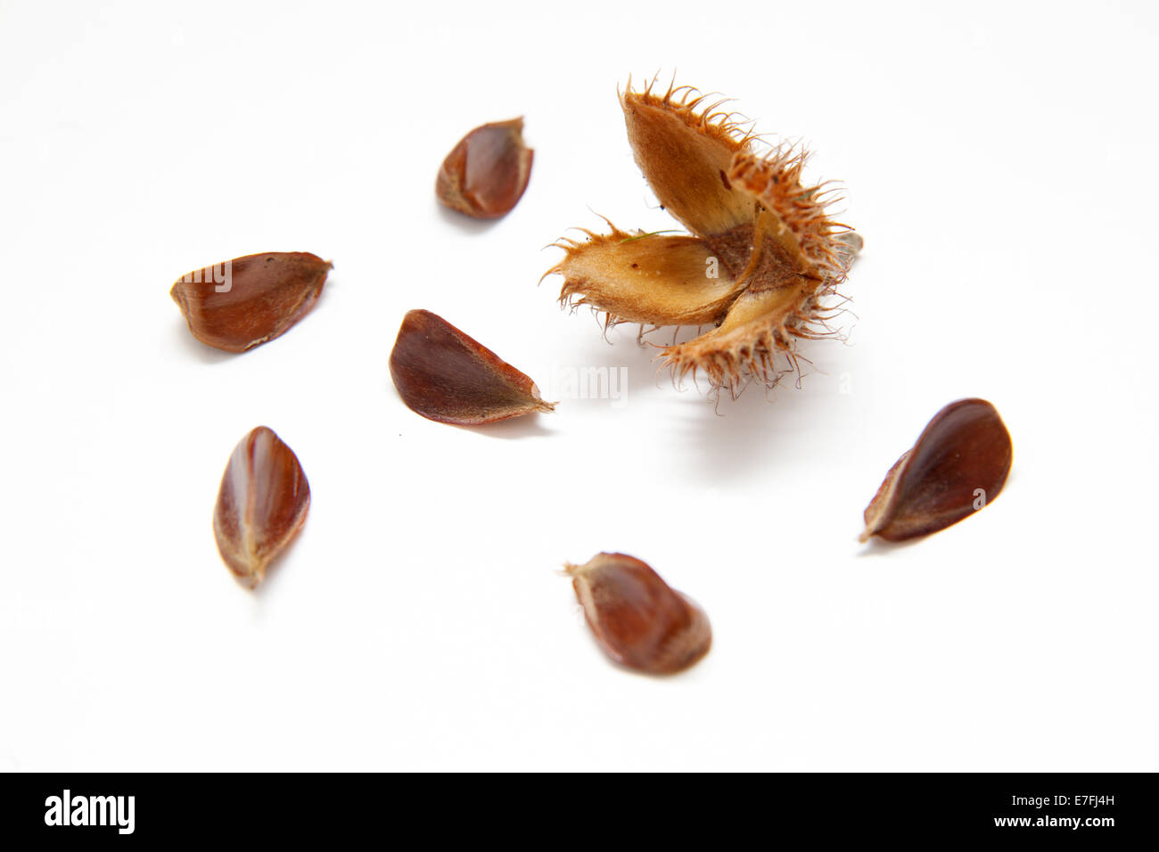 I dadi di faggio con il loro guscio. Fagus sylvatica, comune faggio dadi., Foto Stock