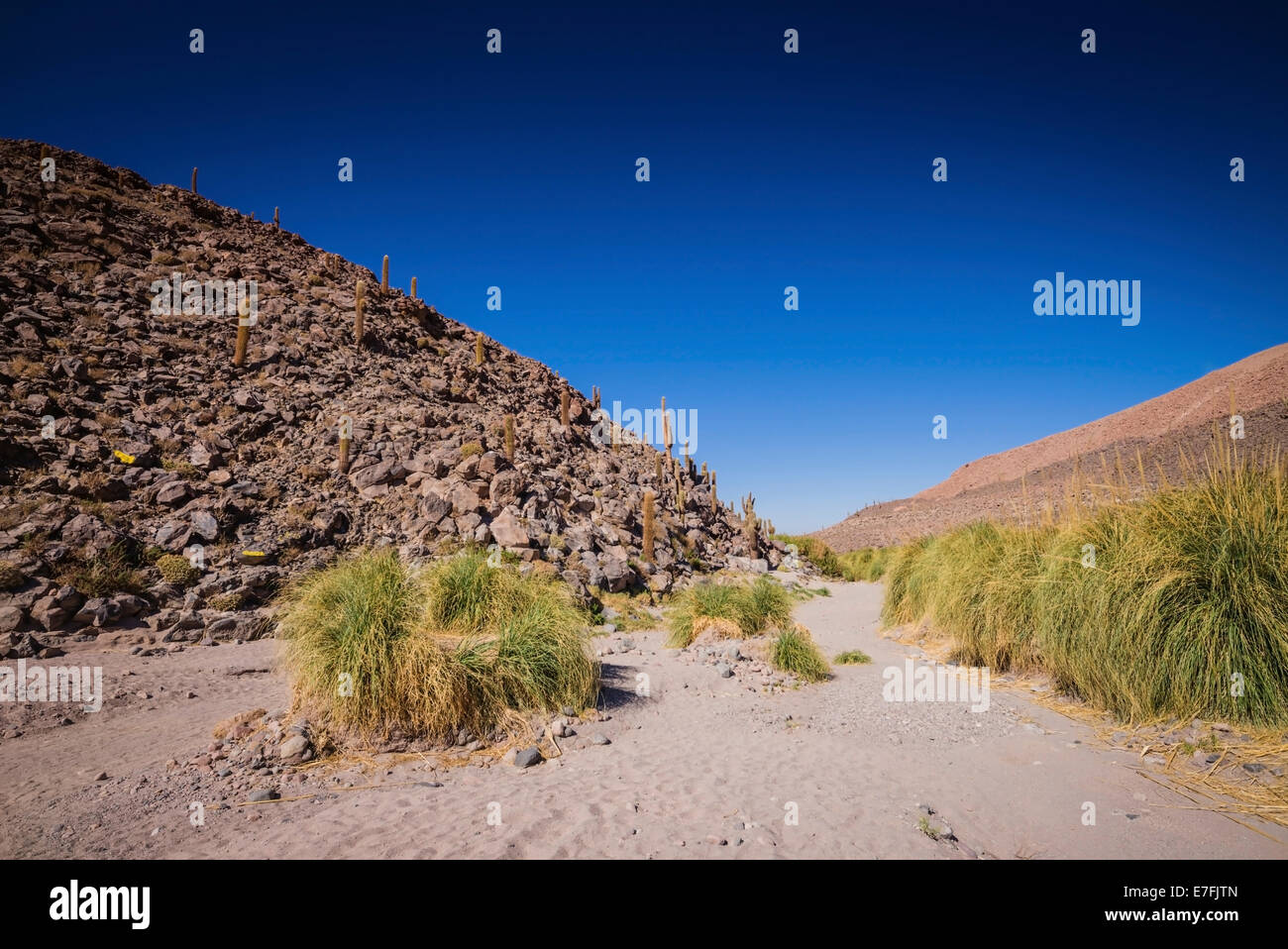 Cactus Gorge, San Pedro, il Deserto di Atacama, Cile. Foto Stock