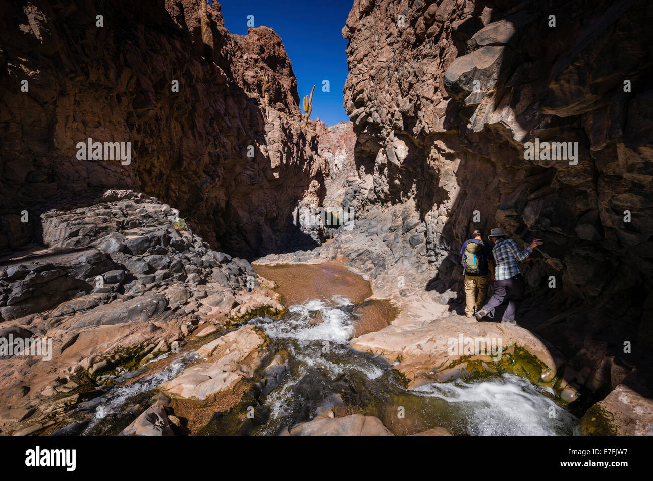 Cactus Gorge, il Deserto di Atacama, San Pedro, Cile. Foto Stock
