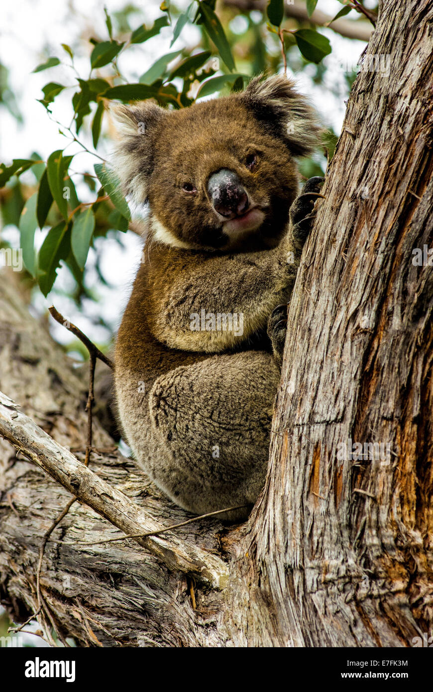 Il koala su eukalyptus Foto Stock