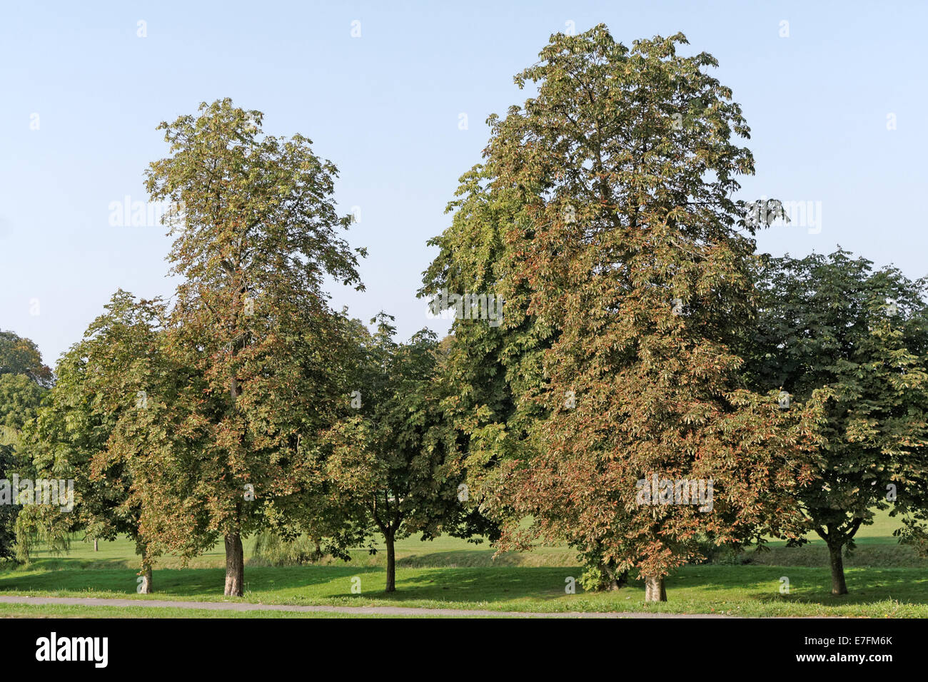 Horse Chesnut danni ad albero Foto Stock